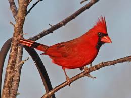 cardinal